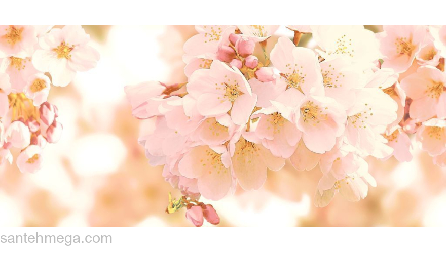 CERSANIT CW2H454DT Панно Cherry 400х880 многоцветный